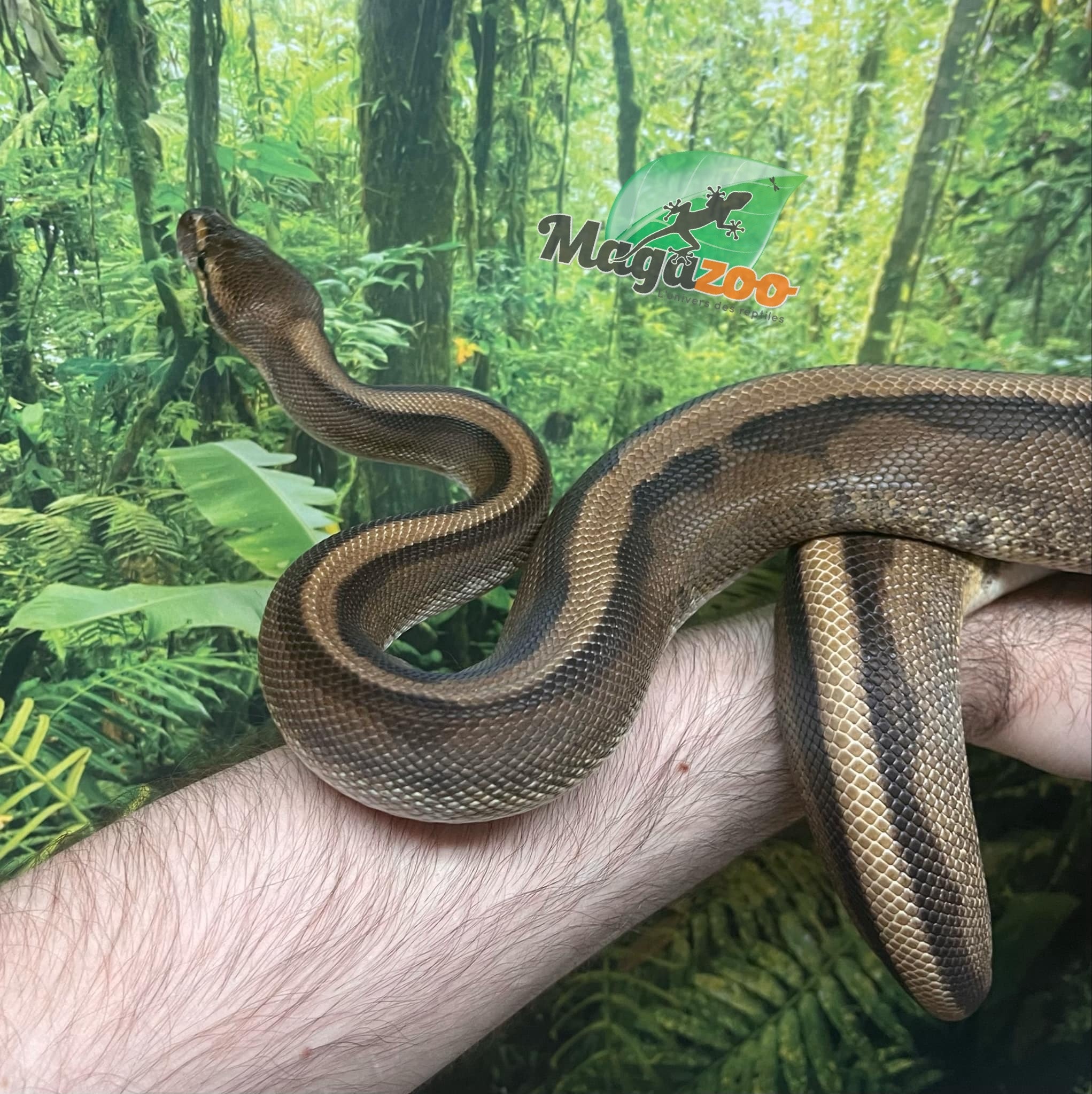 Magazoo Ball python Genetics Stripe Female Baby
