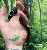 Magazoo Milk snake black #2