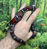 Magazoo Milk snake black #1