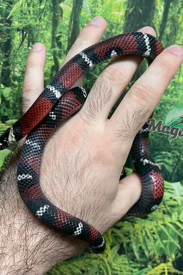 Magazoo Serpent laitier Noir #1