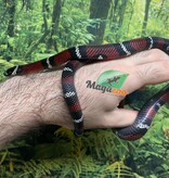 Magazoo Milk snake black #1