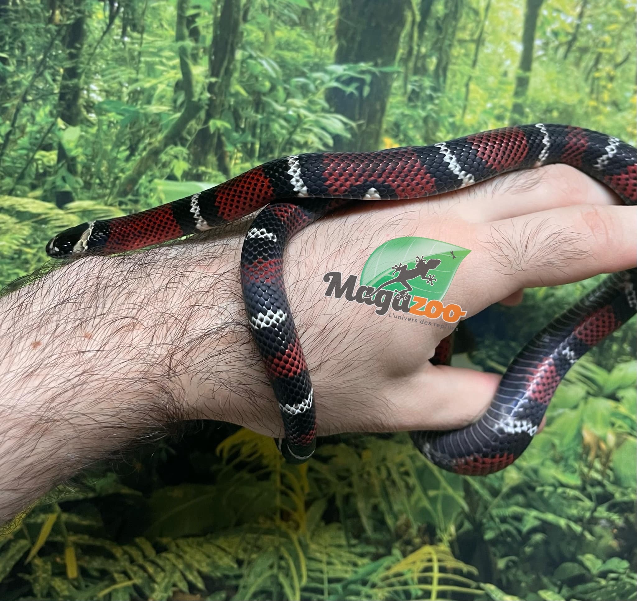 Magazoo Milk snake black #1