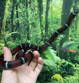 Magazoo Milk snake black #1