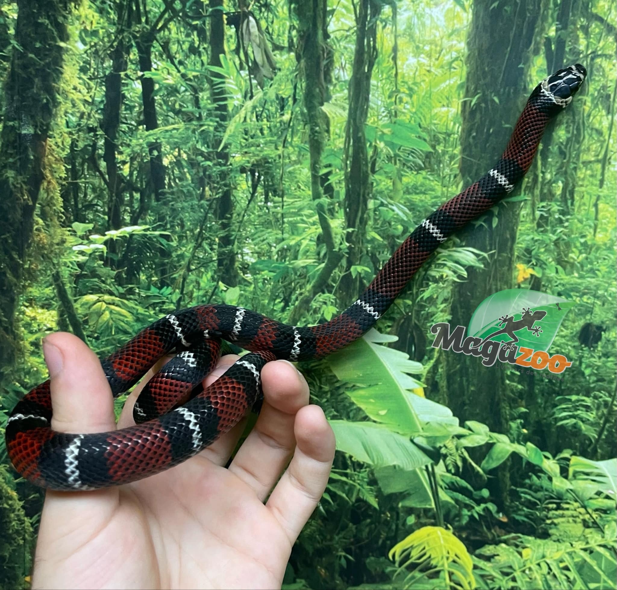 Magazoo Milk snake black #1