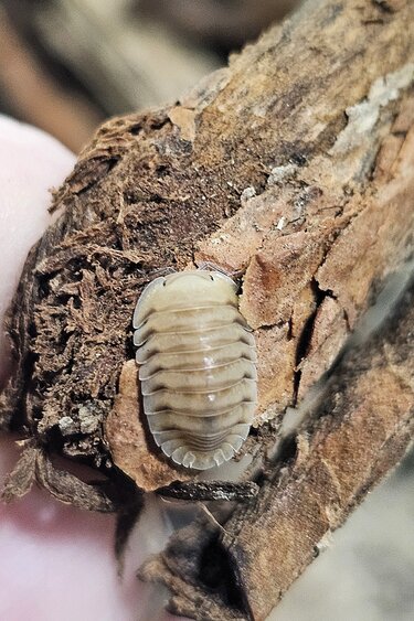 La Swamp Woodlice - Isopod Cubaris caramel (6)