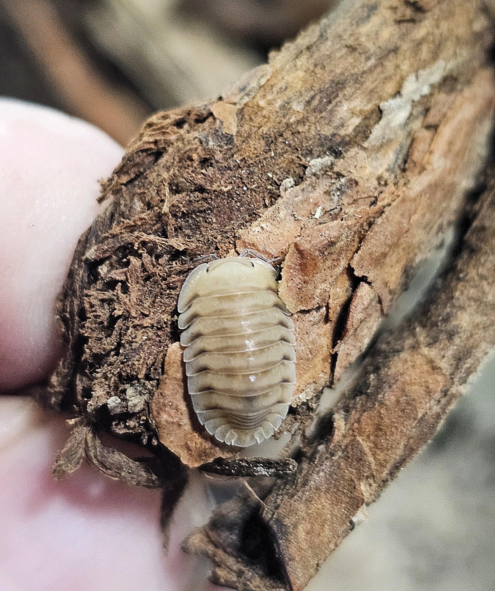 La Swamp Woodlice - Isopod Cubaris caramel (6)