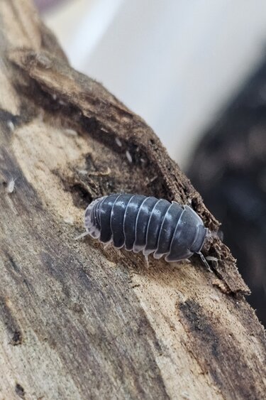 La Swamp Woodlice - Isopod Cubaris Blue Penguin (6)