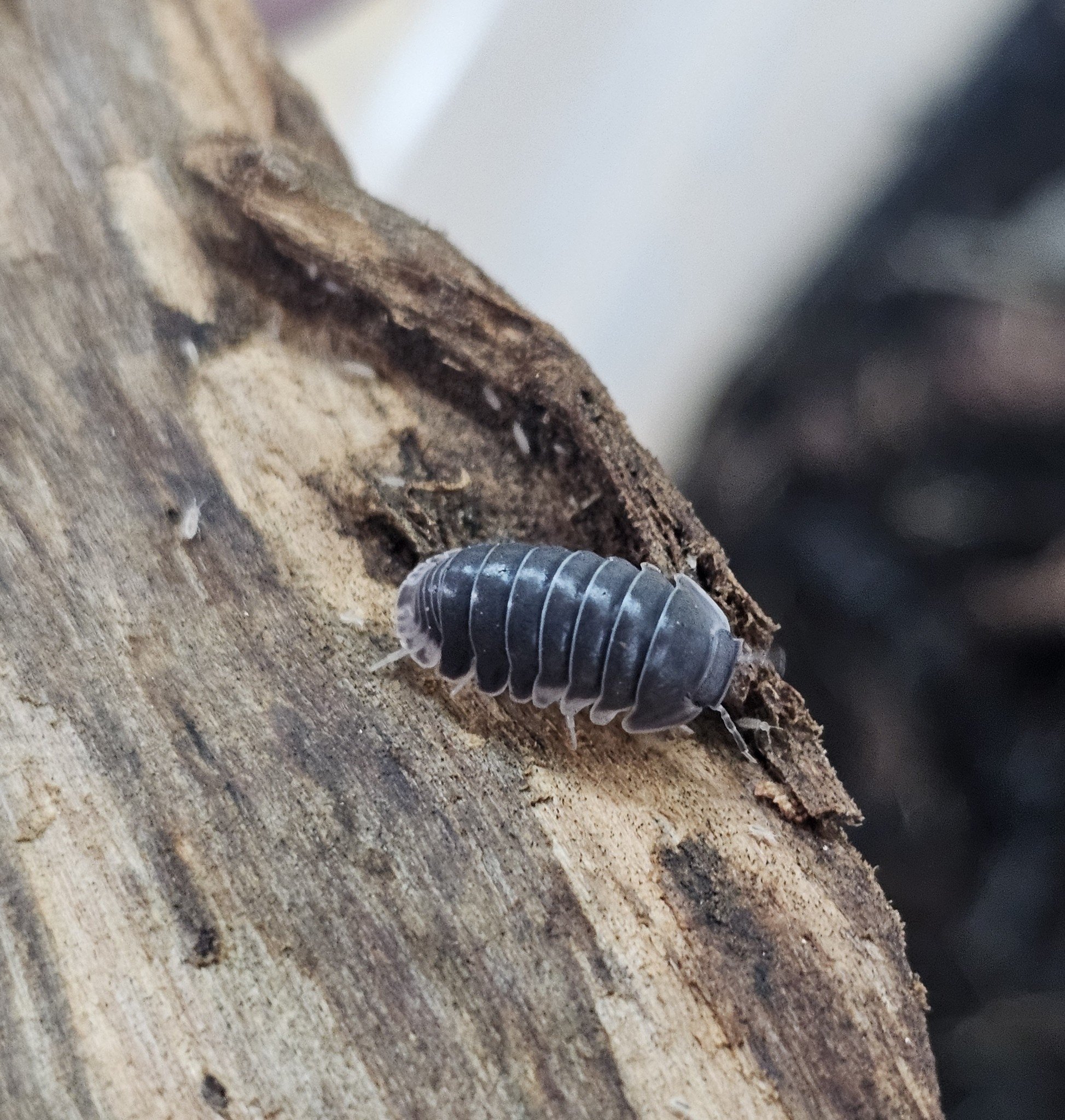 La Swamp  Woodlice - Isopod Cubaris Blue Penguin (6)