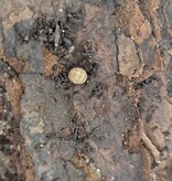 La Swamp Cloporte - Isopod  ISO-VEN-PAR-10 Venezillo parvus dwarf rolly polly (10)