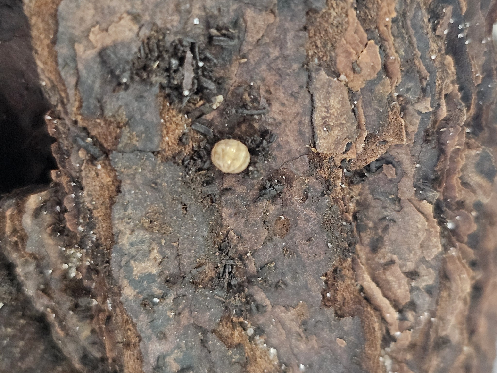 La Swamp Cloporte - Isopod  ISO-VEN-PAR-10 Venezillo parvus dwarf rolly polly (10)
