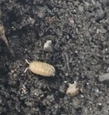 La Swamp Cloporte - Isopod  ISO-VEN-PAR-10 Venezillo parvus dwarf rolly polly (10)