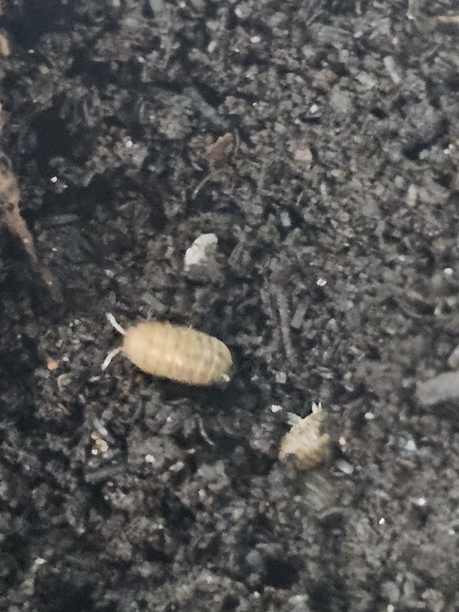 La Swamp Cloporte - Isopod  Venezillo parvus dwarf rolly polly (10)