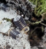 La Swamp Woodlice - Isopod Cubaris White ducky 6+