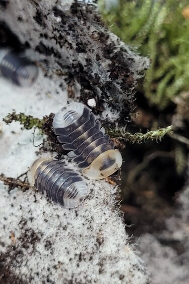 La Swamp Woodlice - Isopod Cubaris White ducky 6+