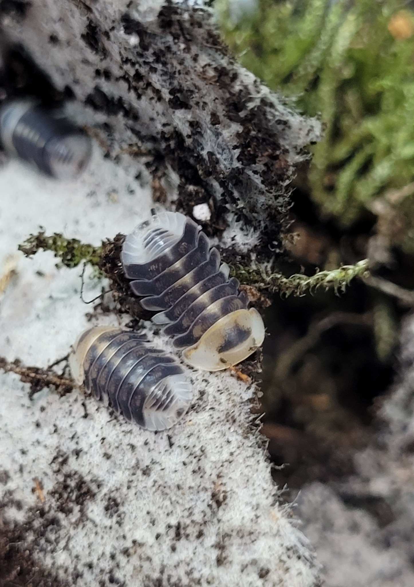 La Swamp Woodlice - Isopod Cubaris White ducky 6+