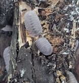 La Swamp Woodlice - Isopod Cubaris Black Angel (6)