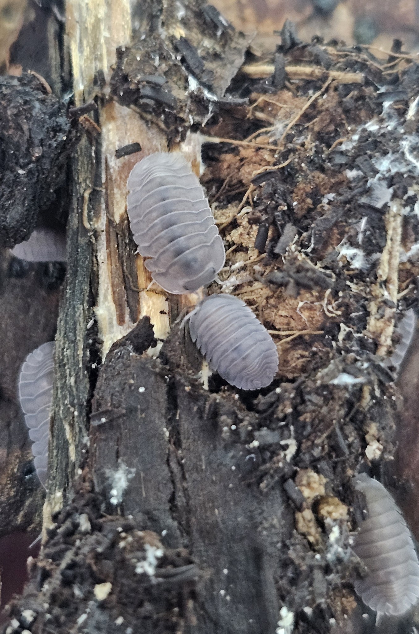 La Swamp Cloporte - Isopod  Cubaris Black Angel (6)