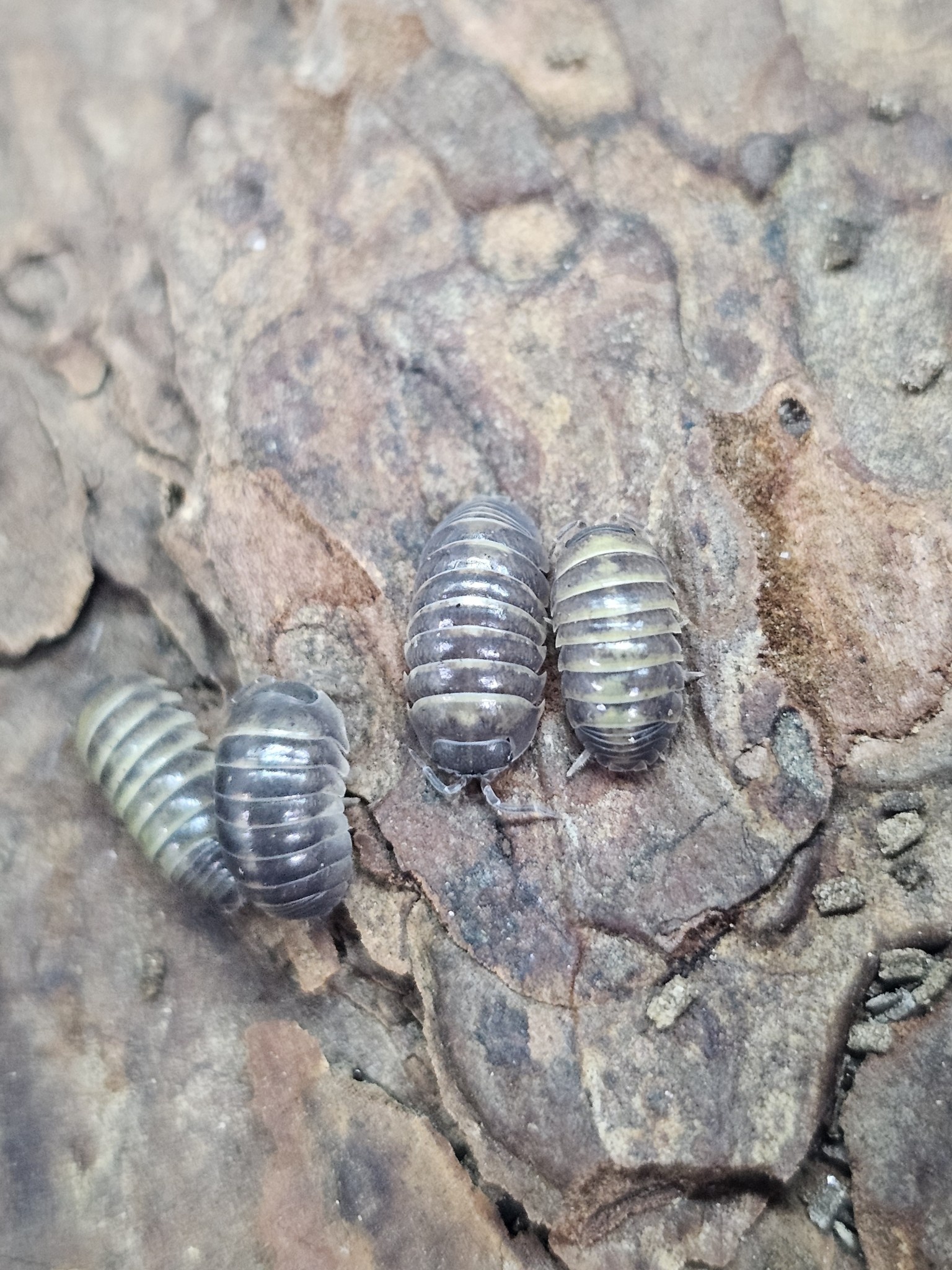 La Swamp  Woodlice - Isopod Armadillo Officinalis Sicily 15 (special order)