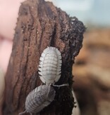 La Swamp Cloporte - Isopod Armadillidium Paraccea 10