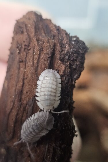 La Swamp Cloporte - Isopod ISO-ARM-PAR-10 Armadillidium Pareccea 10
