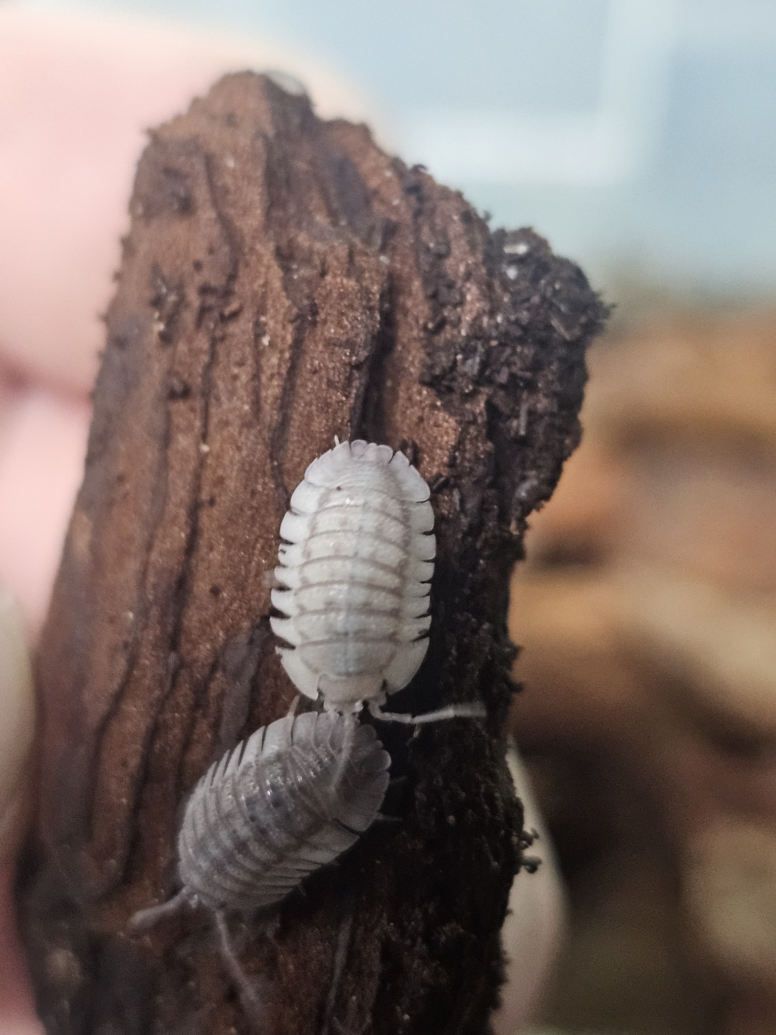 La Swamp Cloporte - Isopod ISO-ARM-PAR-10 Armadillidium Pareccea 10