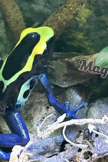 Magazoo Baby Dyeing Poison Dart Frog / Dendrobates tinctorius 'Robertus'