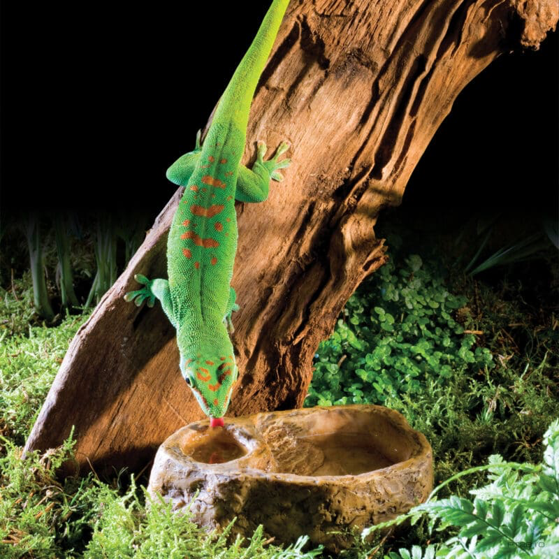 Exoterra Gecko Dish / Combo Water & Feeding Dish 3.5 X 1.5 X 4.9 ”