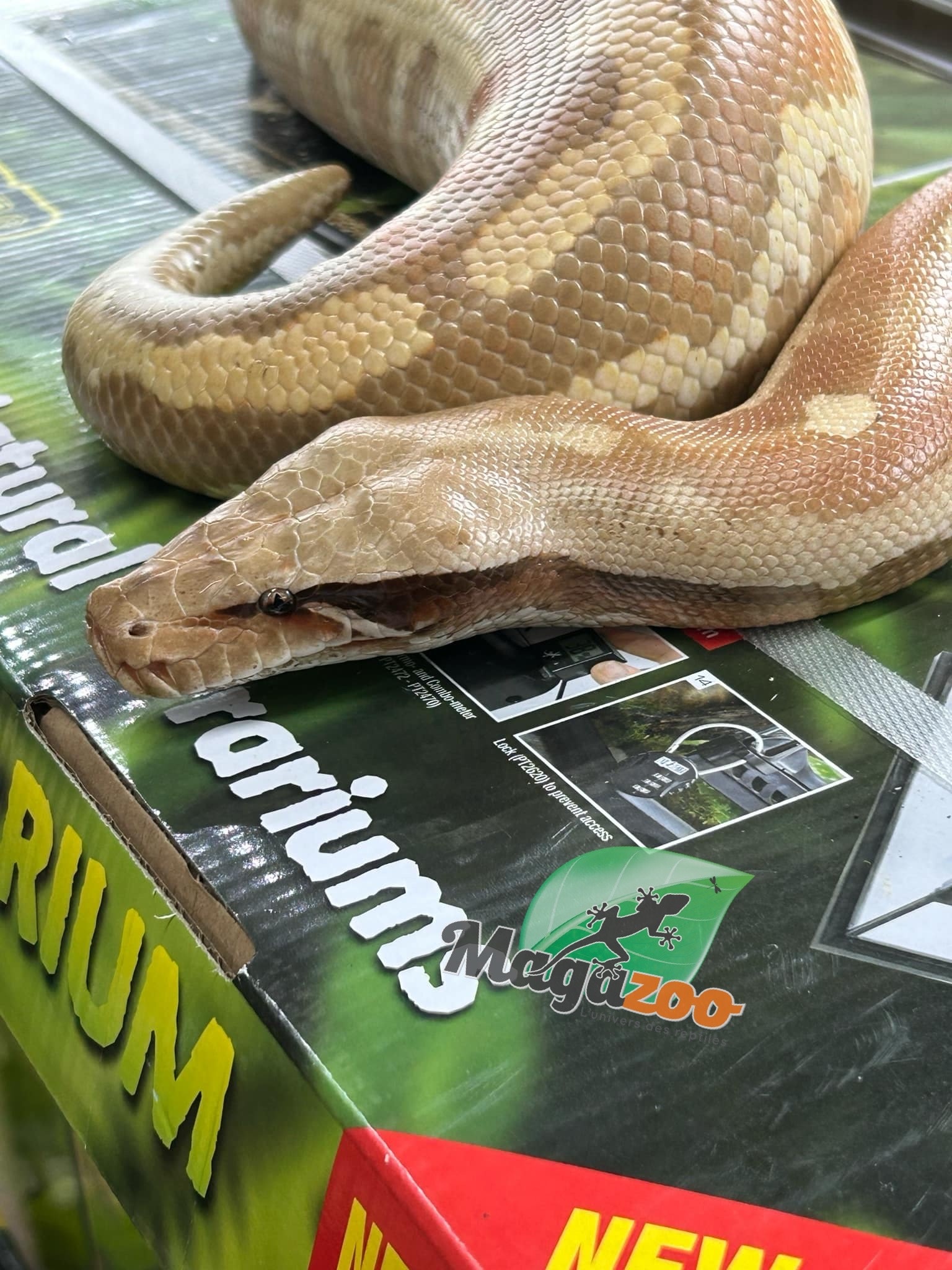 Magazoo Python malais (Blood Python) Albino T+ Mâle 2021