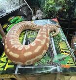 Magazoo Albino T+ Male 2021 Blood Python