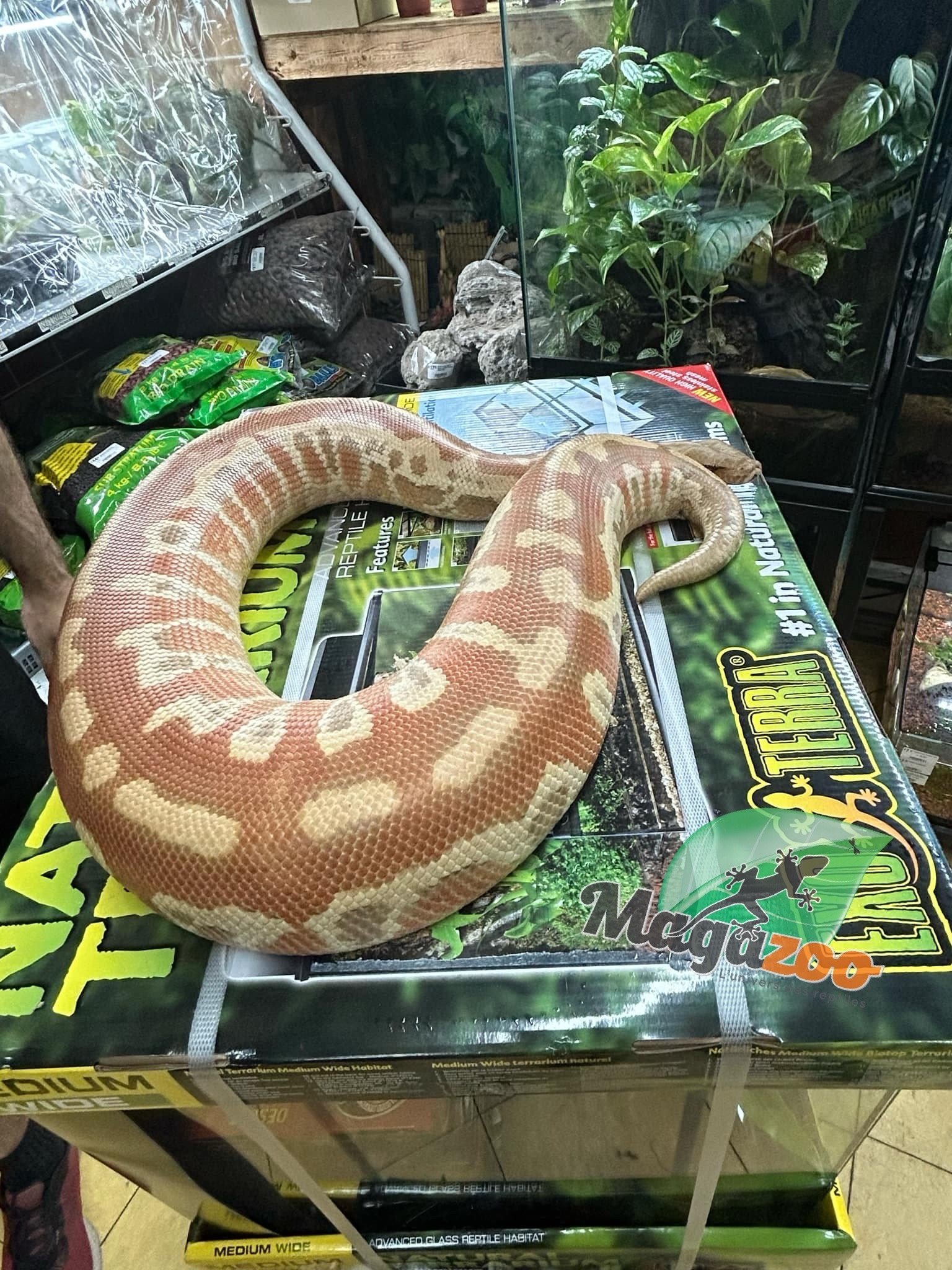 Magazoo Albino T+ Male 2021 Blood Python