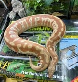 Magazoo Albino T+ Male 2021 Blood Python