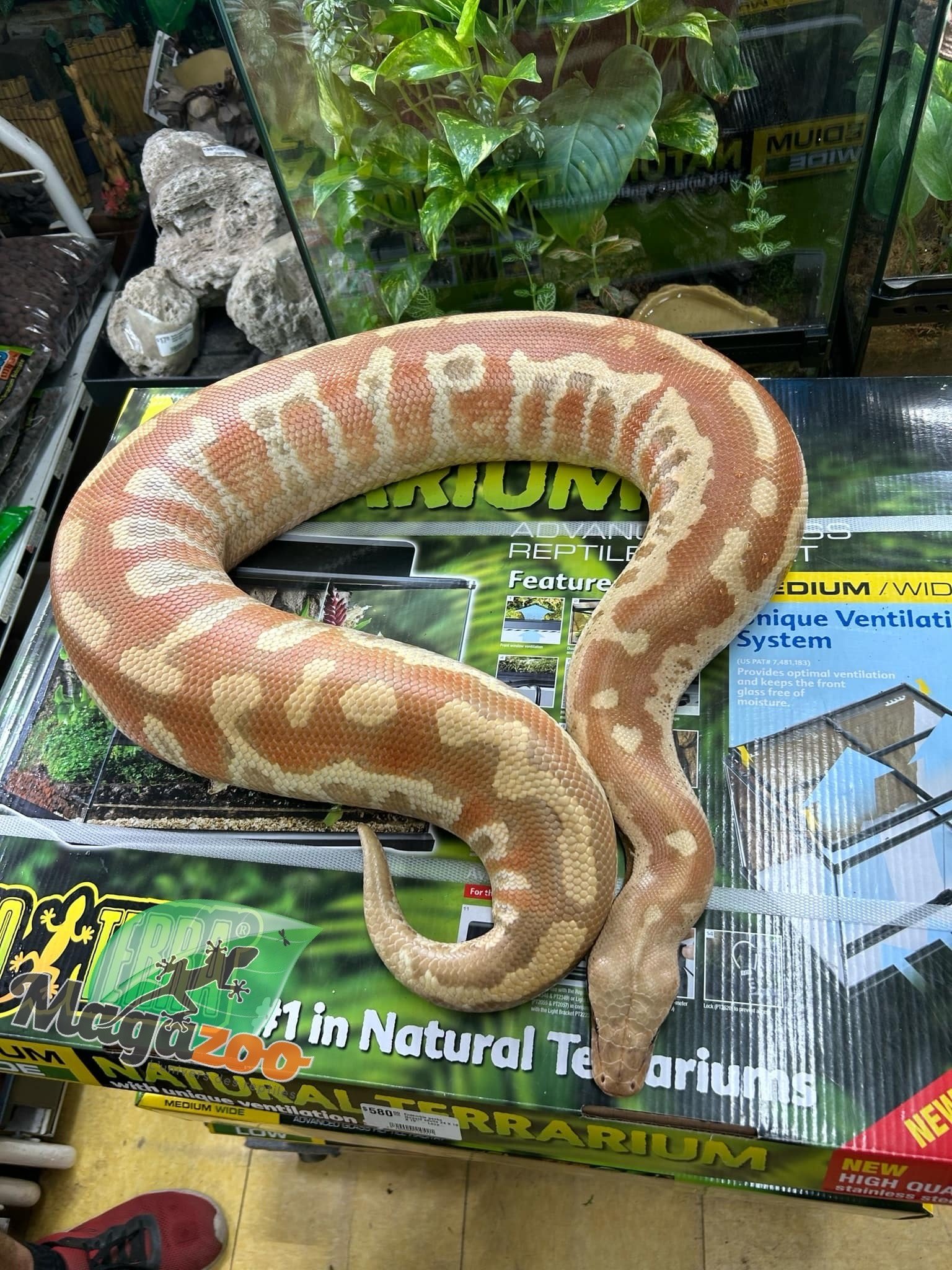 Magazoo Albino T+ Male 2021 Blood Python