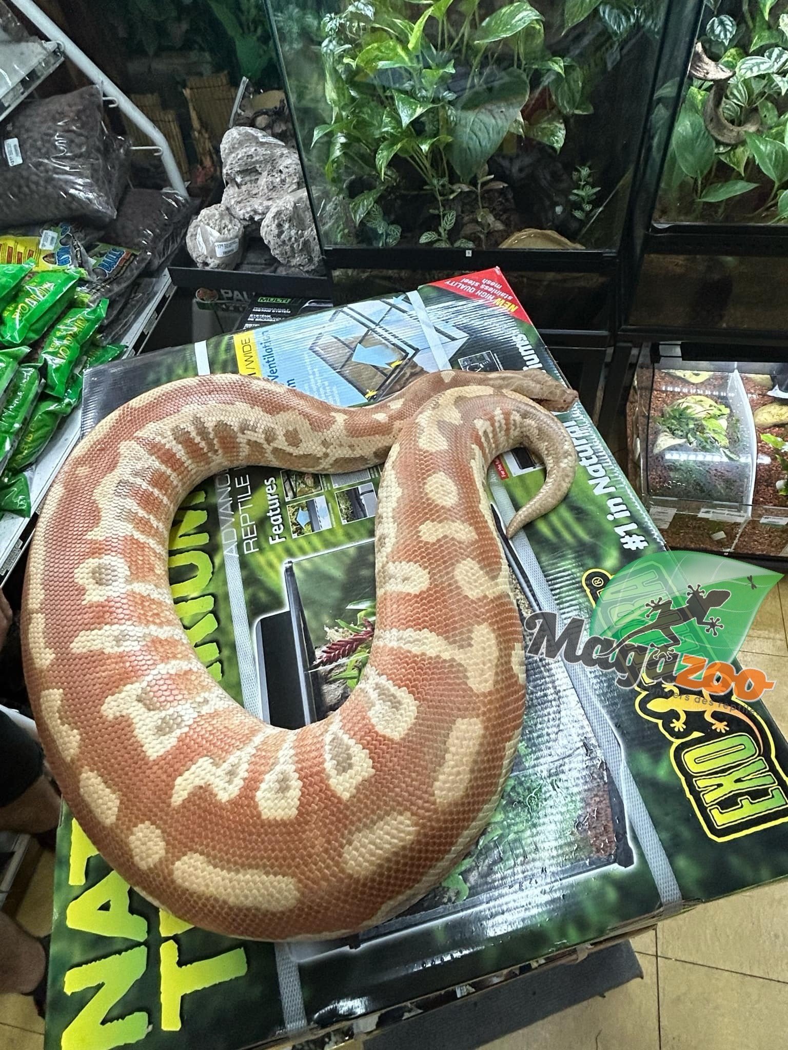 Magazoo Albino T+ Male 2021 Blood Python