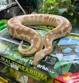 Magazoo Albino T+ Male 2021 Blood Python