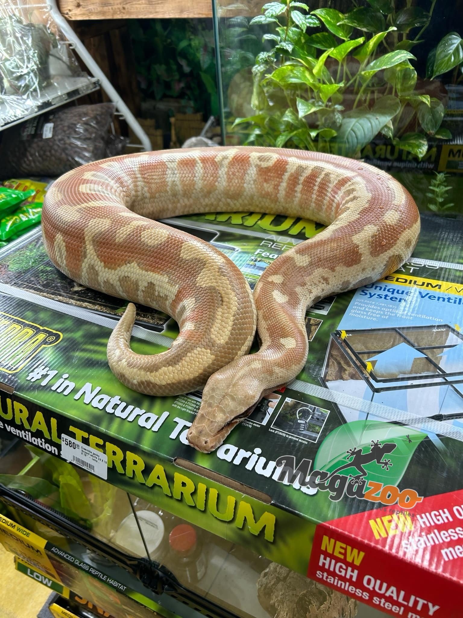 Magazoo Albino T+ Male 2021 Blood Python