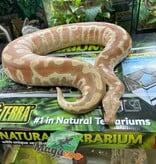 Magazoo Albino T+ Male 2021 Blood Python