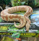 Magazoo Python malais (Blood Python) Albino T+ Mâle 2021