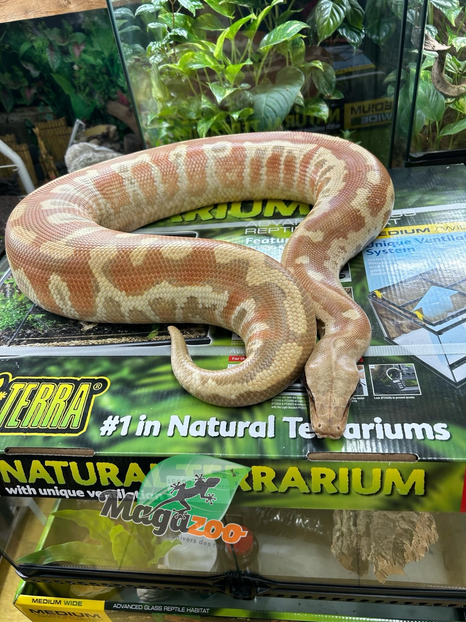 Magazoo Albino T+ Male 2021 Blood Python