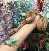 Magazoo Hypo Female Central America Boa constrictor #2 2022