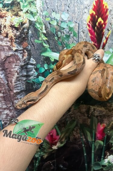 Magazoo Hypo Female Central America Boa constrictor #2 2022