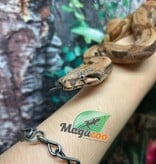 Magazoo Hypo Female Central America Boa constrictor #2 2022