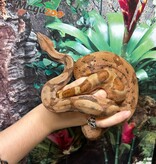 Magazoo Hypo Female Central America Boa constrictor #2 2022