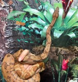 Magazoo Hypo Female Central America Boa constrictor #2 2022