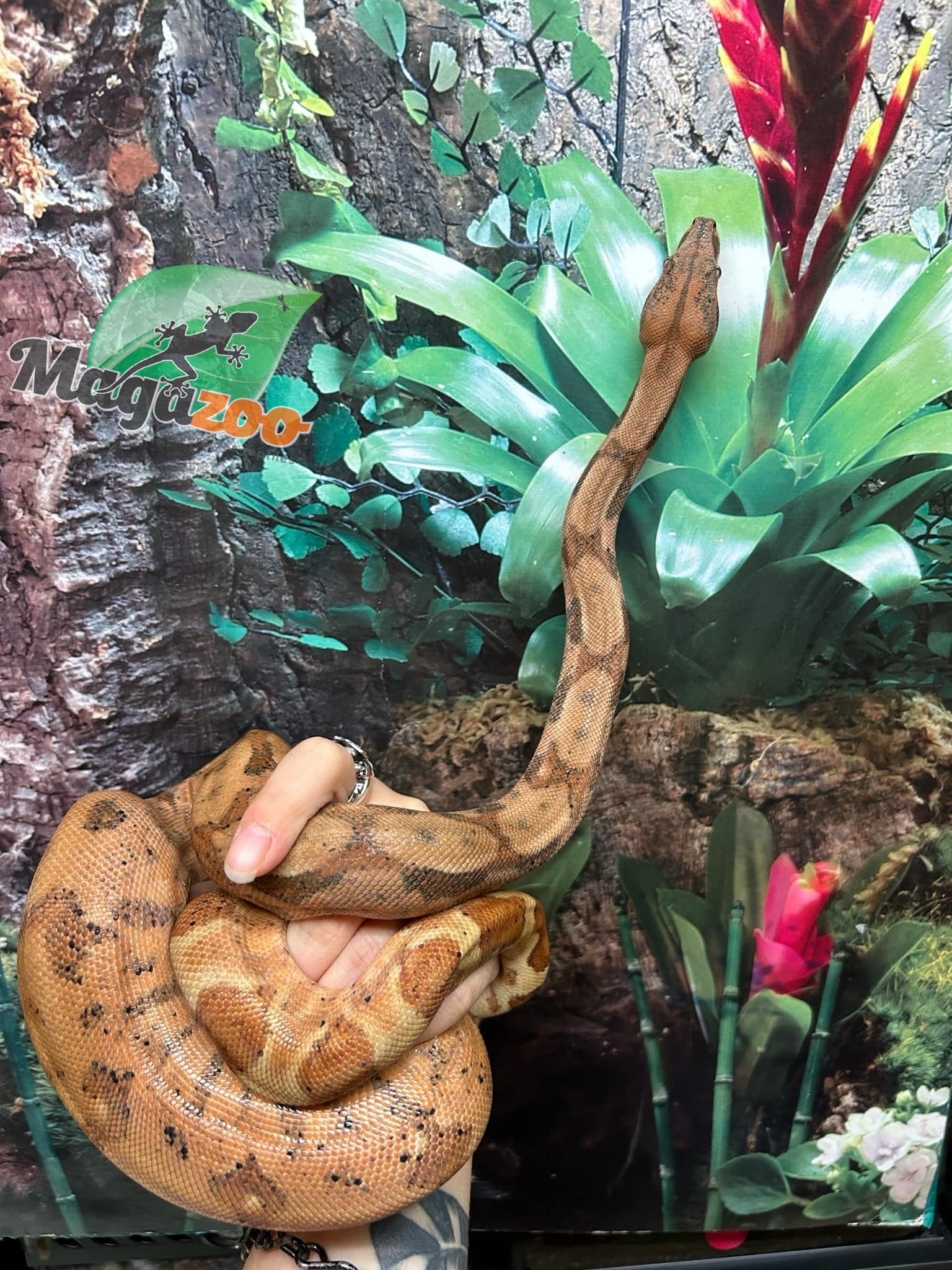 Magazoo Hypo Female Central America Boa constrictor #2 2022