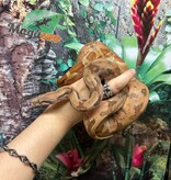 Magazoo Hypo Female Central America Boa constrictor #2 2022