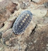 La Swamp Cloporte - Isopod cubaris Platin Tung Song (6)