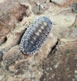 La Swamp Cloporte-Isopods cubaris Platin Tung Song (6) (en commande spécial)