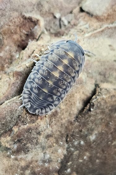 La Swamp Woodhouse Culture Isopods Platin Tung Song (6)