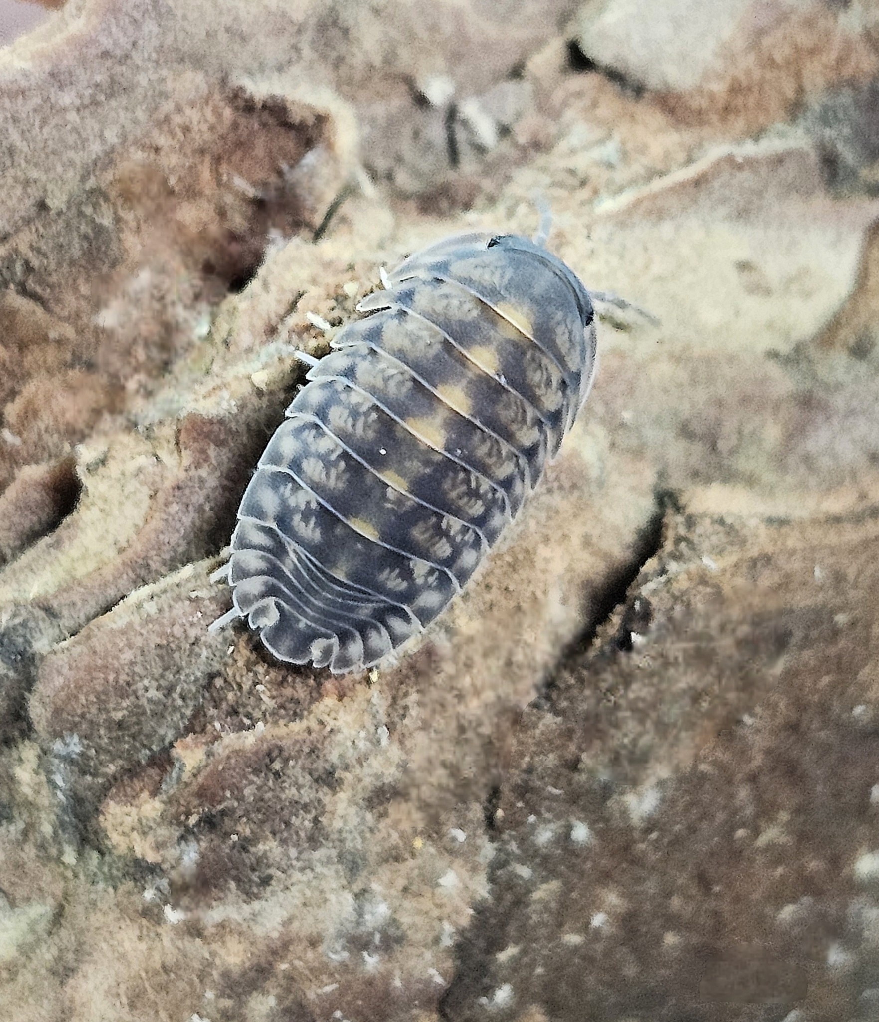 La Swamp Cloporte-Isopods cubaris Platin Tung Song (6) (en commande spécial)