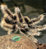 Magazoo Mature Male Curly hair tarantula/ Tliltocatl  albopilosus